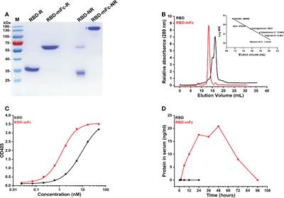 An intranasal vaccine targeting the receptor binding domain of SARS-CoV-2 elicits a protective immune response